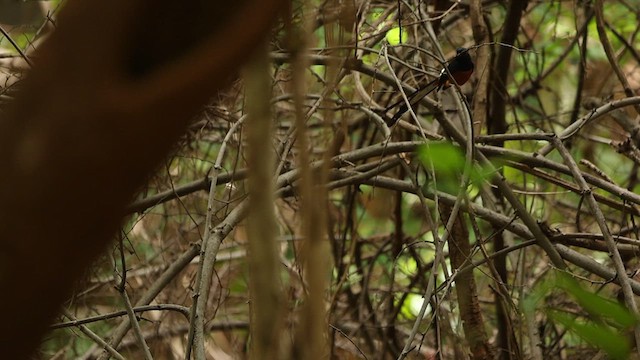 White-rumped Shama - ML638051539