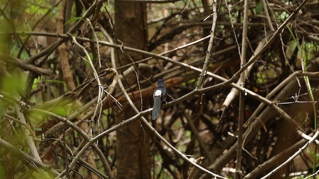 White-rumped Shama - ML638051542