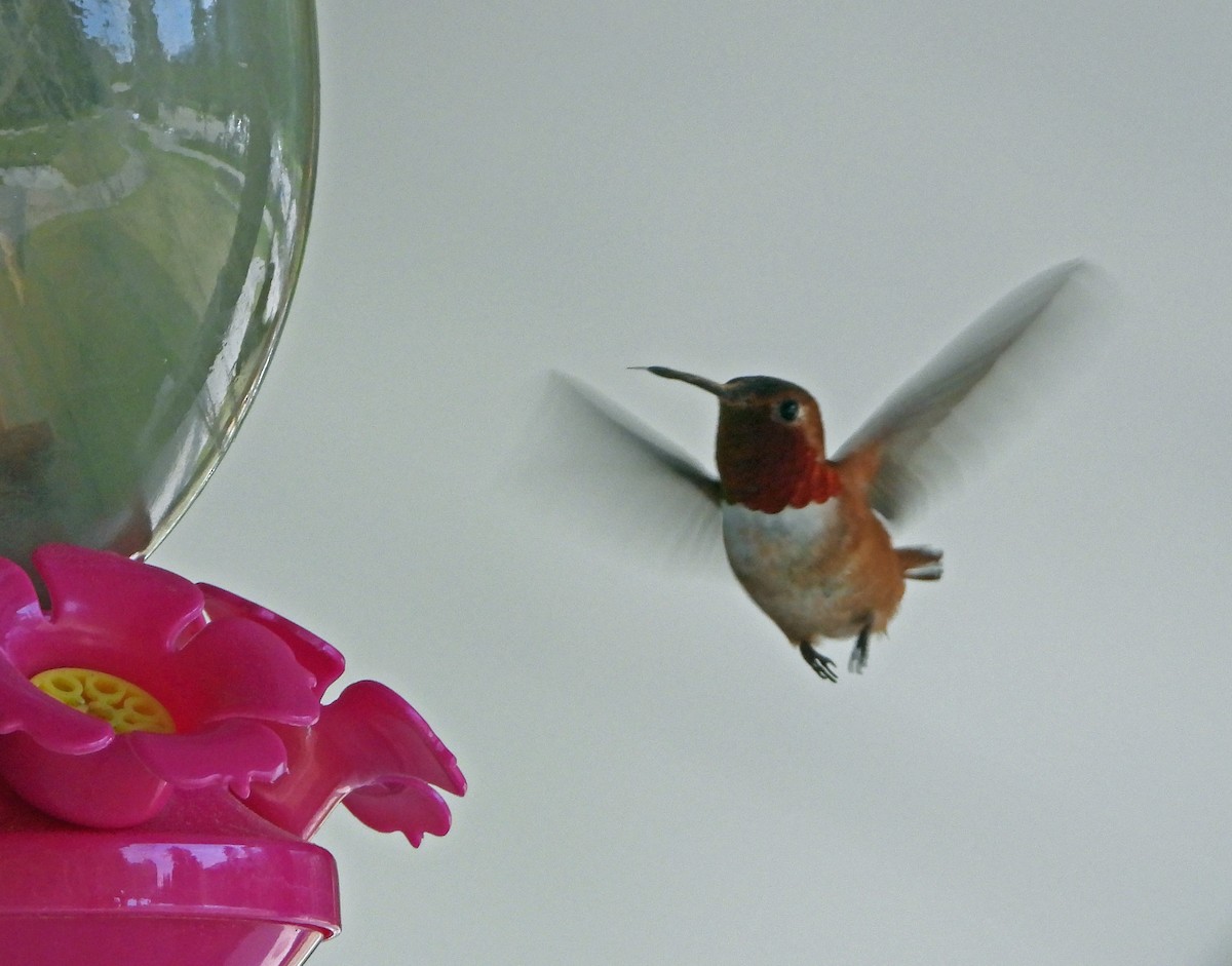 Rufous Hummingbird - ML638051544