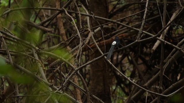 White-rumped Shama - ML638051565