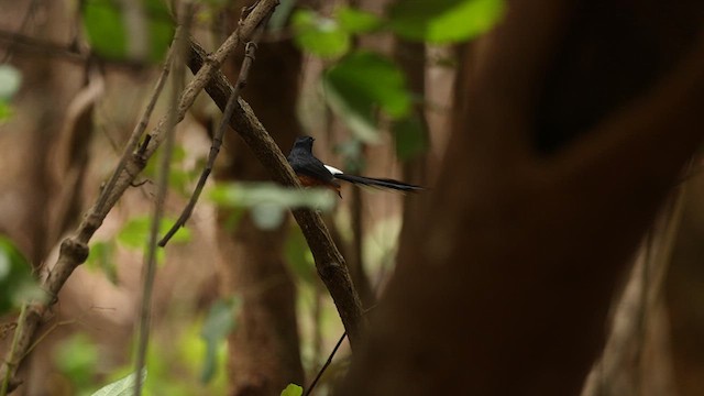 White-rumped Shama - ML638051566