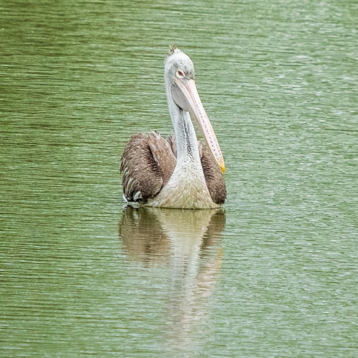 Spot-billed Pelican - ML638051578