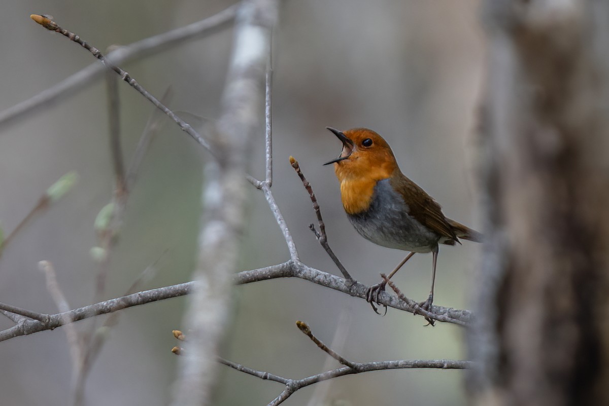Japanese Robin - ML638051681