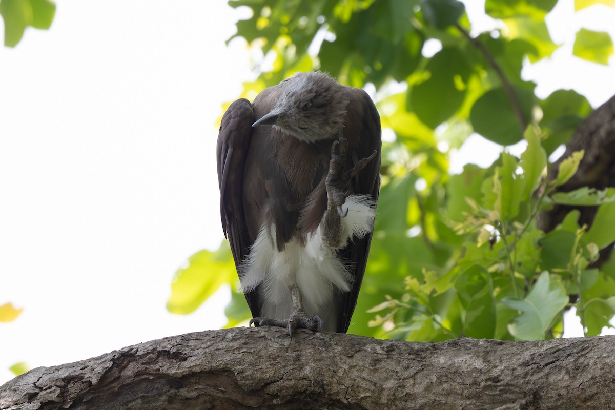 Gray-headed Fish-Eagle - ML638051792