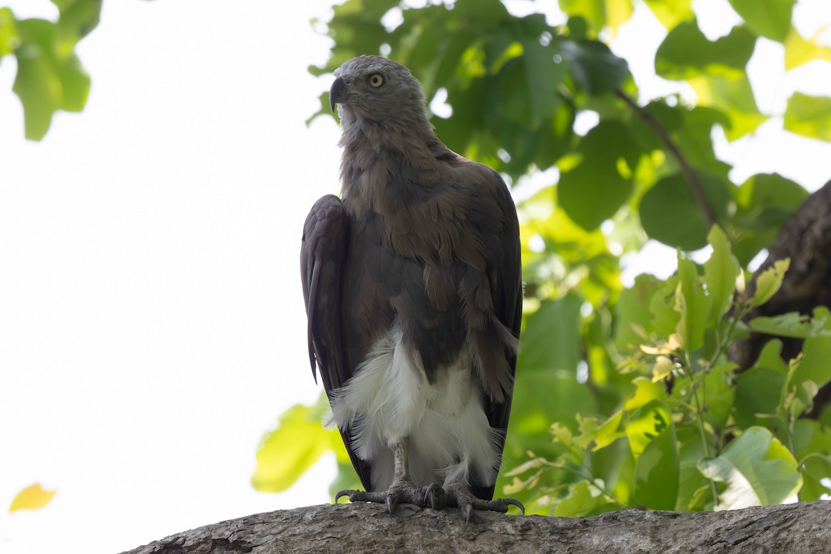 Gray-headed Fish-Eagle - ML638051795