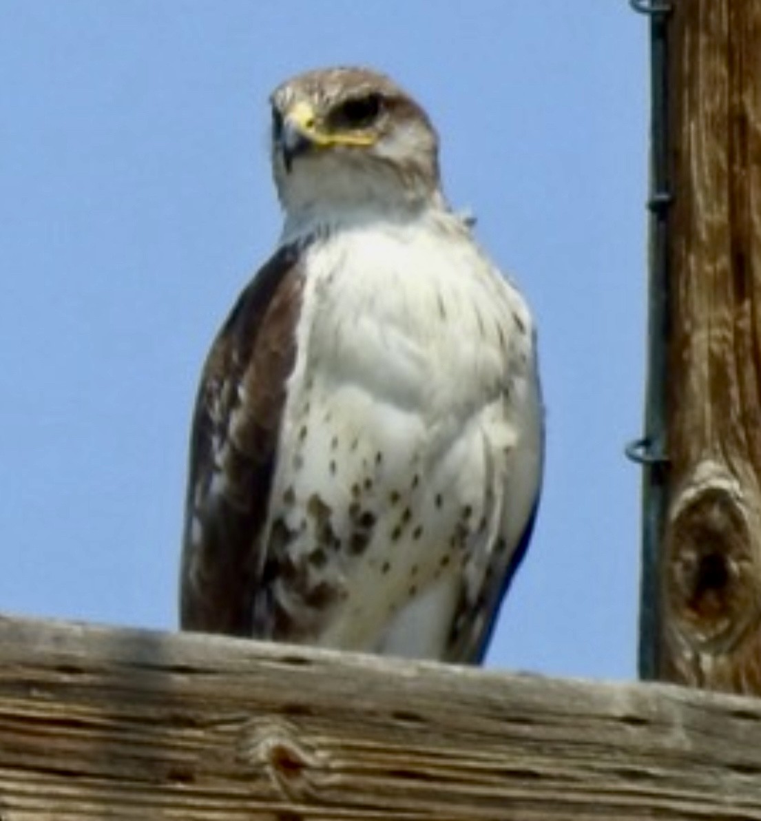 Ferruginous Hawk - ML638051800