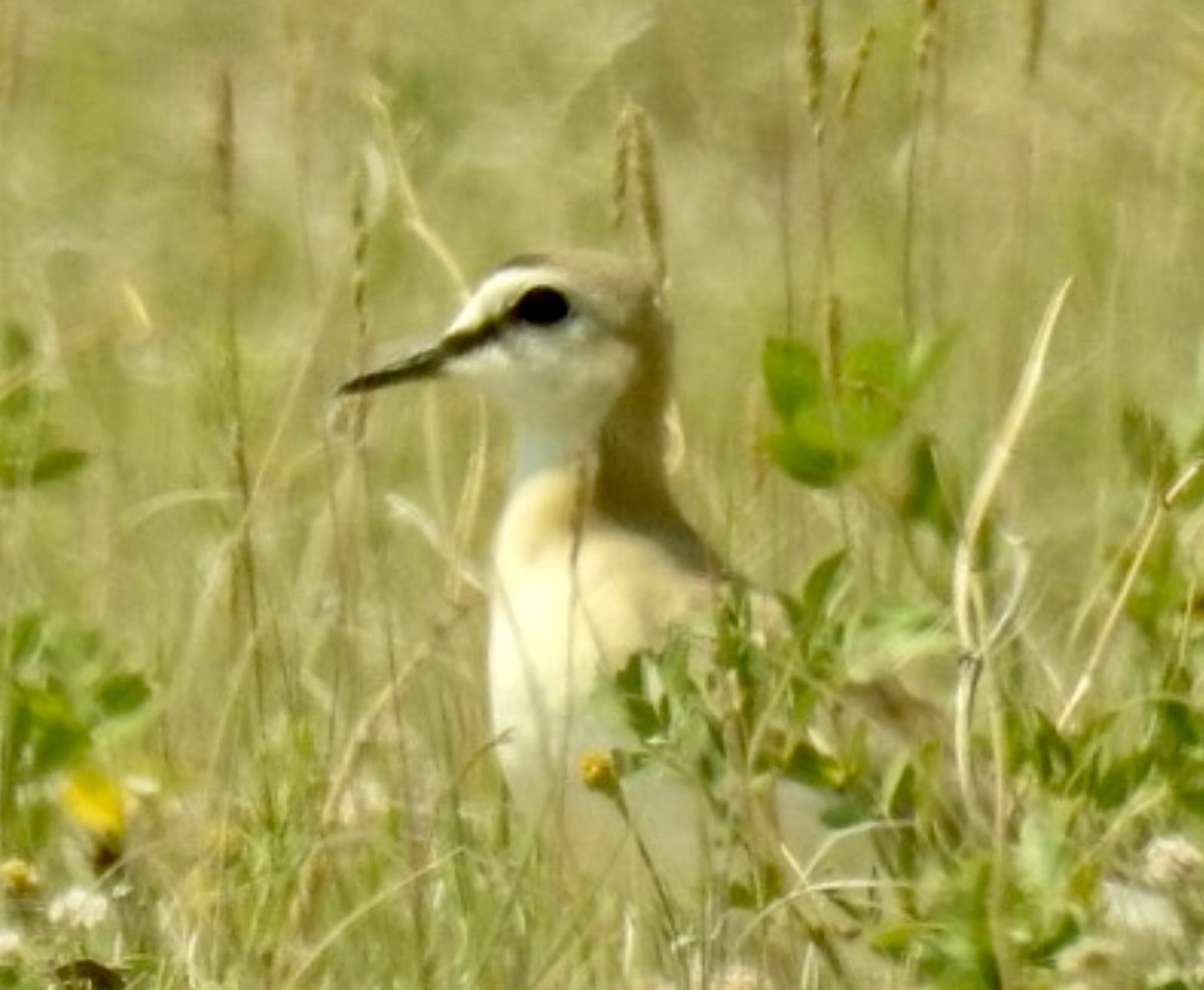 Mountain Plover - ML638051804