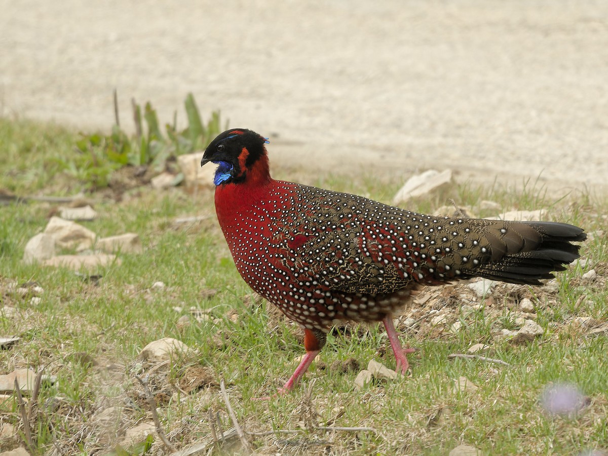 Satyr Tragopan - ML638051822