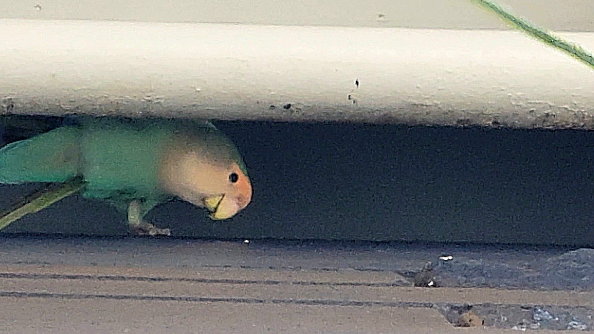 Rosy-faced Lovebird - ML638051826