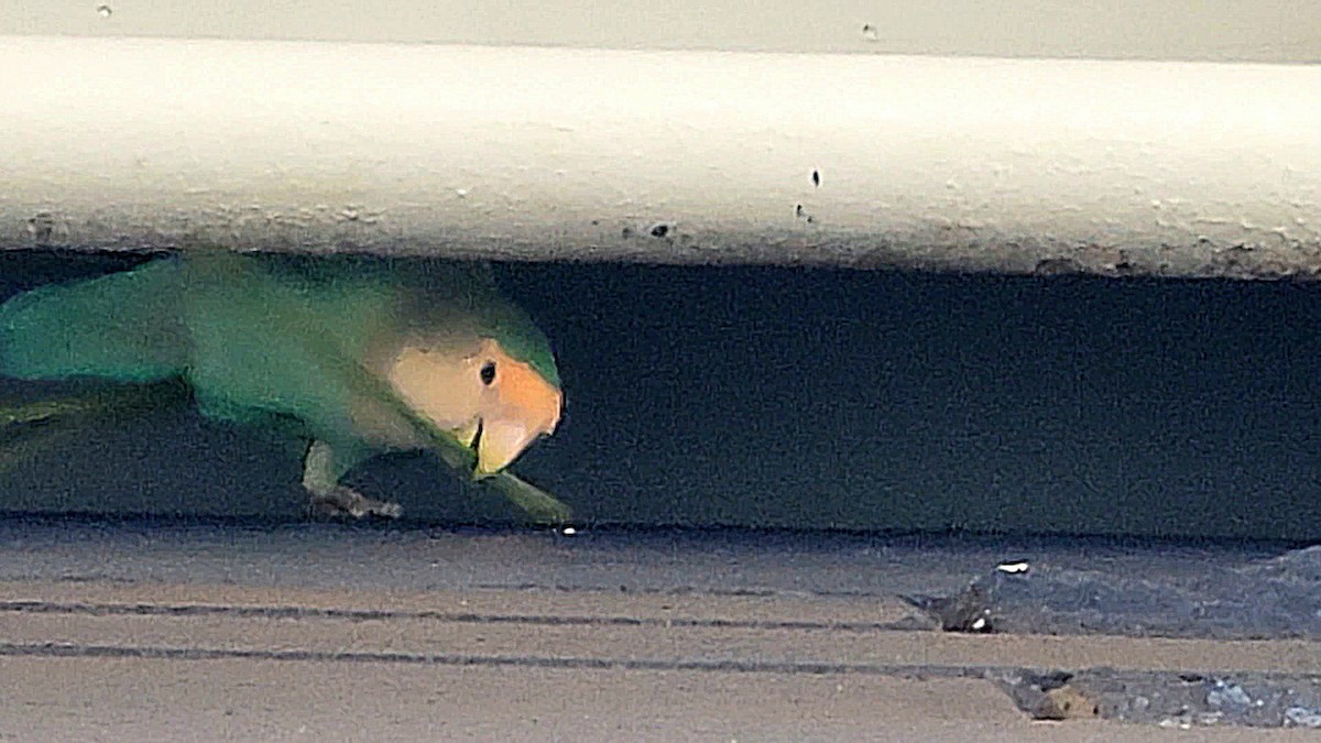 Rosy-faced Lovebird - ML638051827