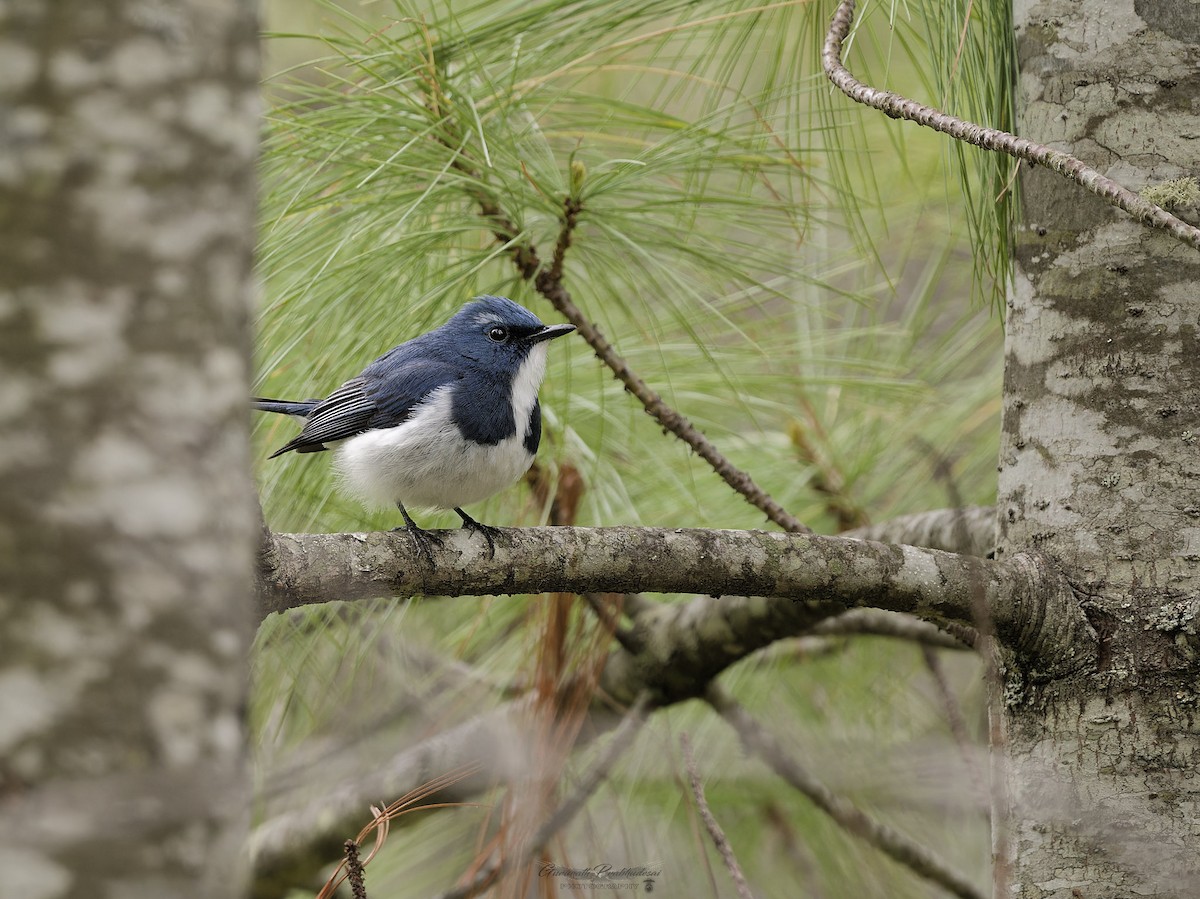 Ultramarine Flycatcher - ML638051829