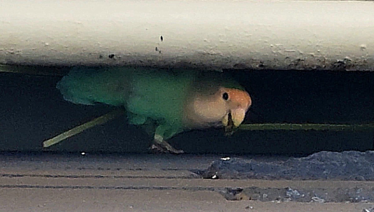 Rosy-faced Lovebird - ML638051833