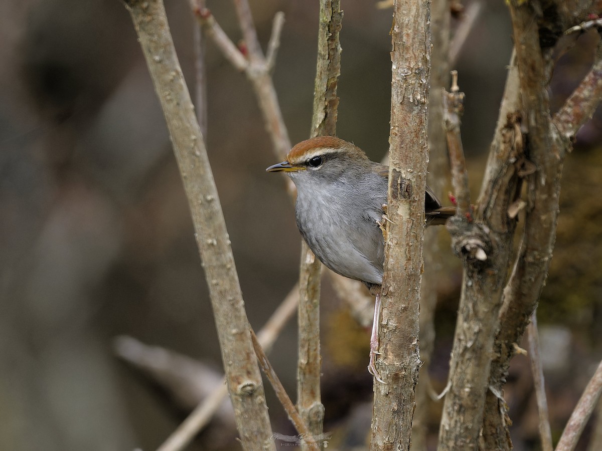 Gray-sided Bush Warbler - ML638051842