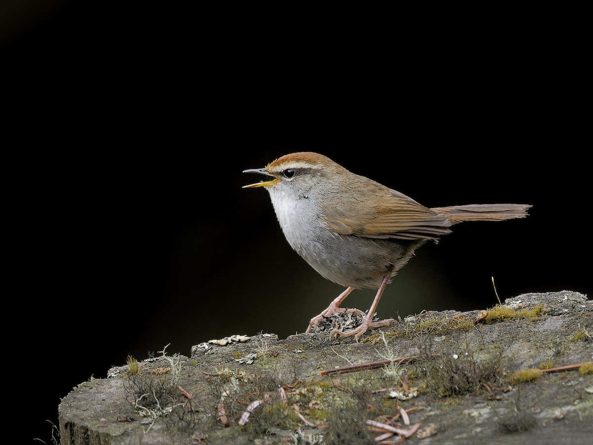 Gray-sided Bush Warbler - ML638051843