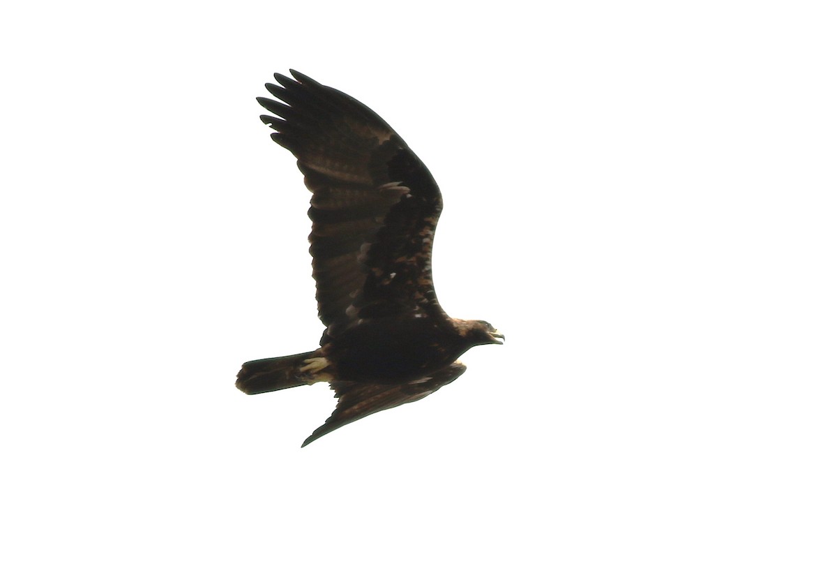 Spanish Eagle - ML638051846