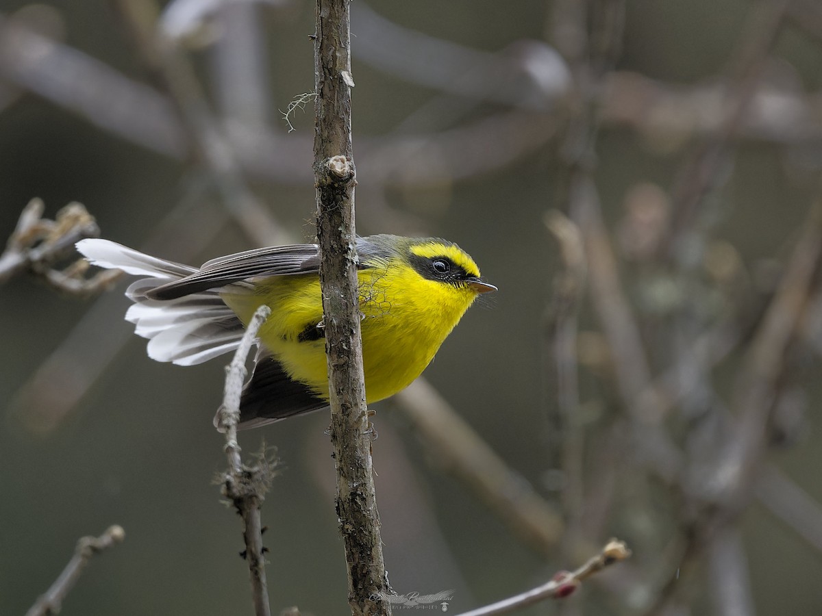 Yellow-bellied Fairy-Fantail - ML638051847
