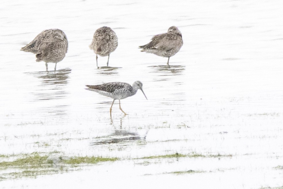 Greater Yellowlegs - ML638051855