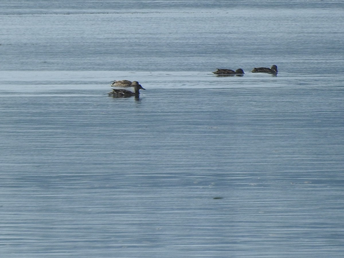 duck sp. - ML638051860