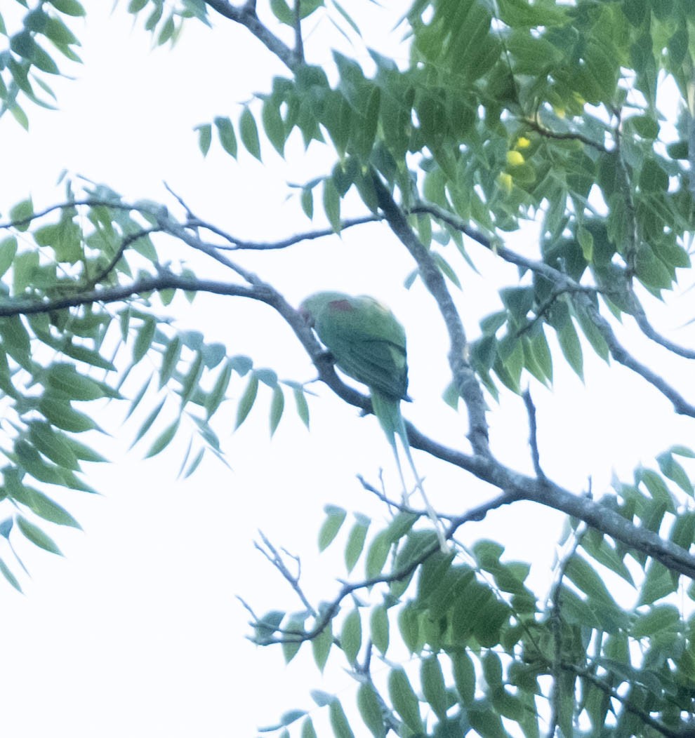 オオホンセイインコ - ML638051863