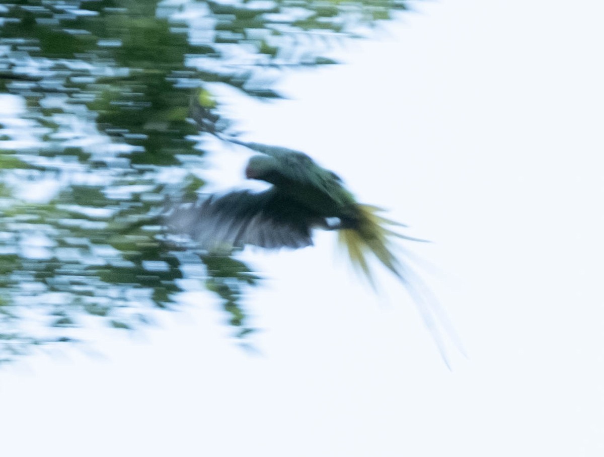 オオホンセイインコ - ML638051864