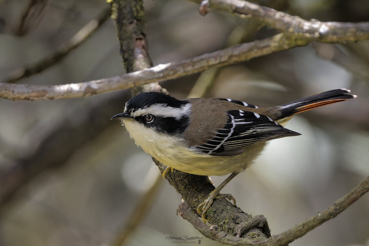 Red-tailed Minla - ML638051866