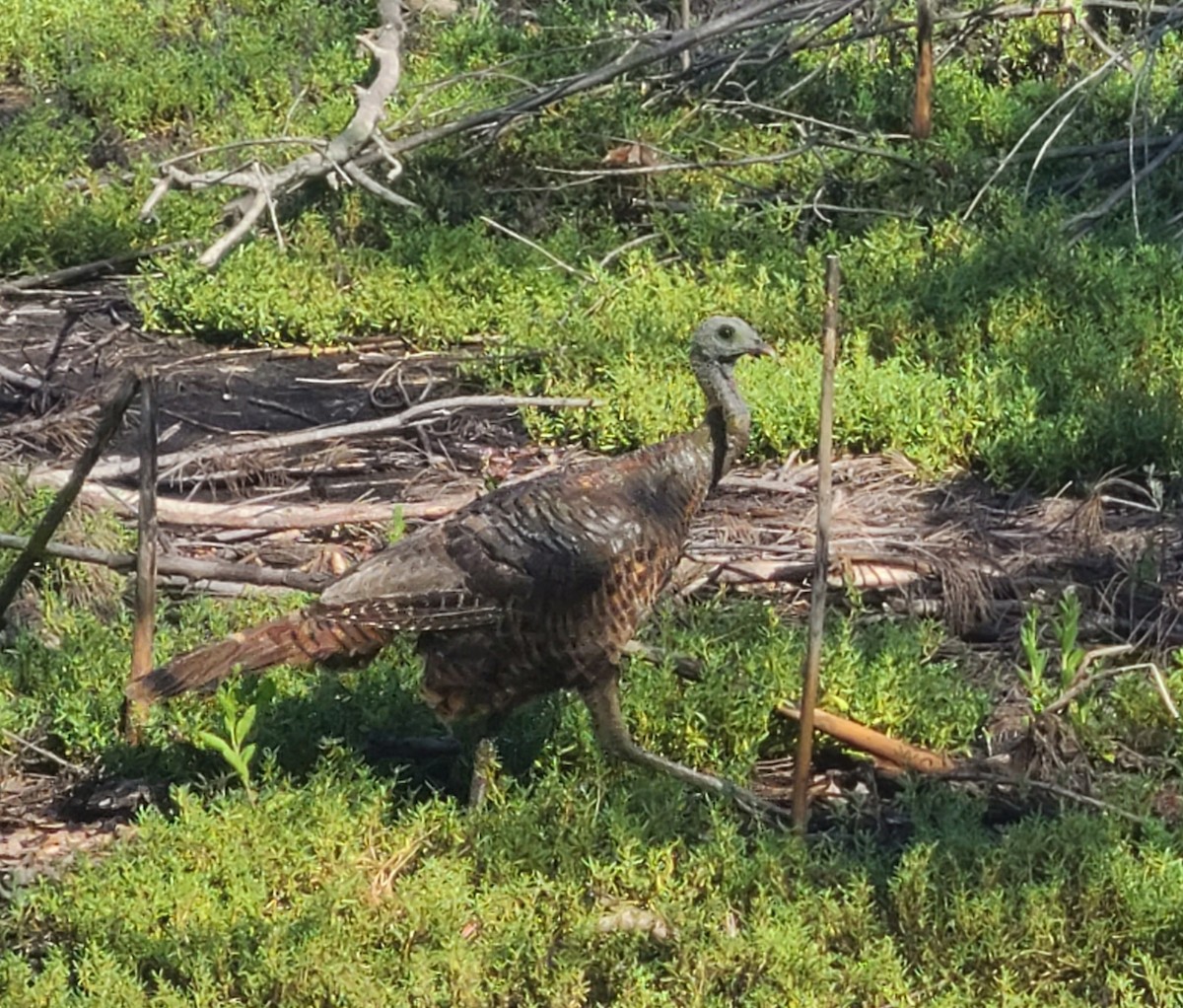 シチメンチョウ - ML638051869