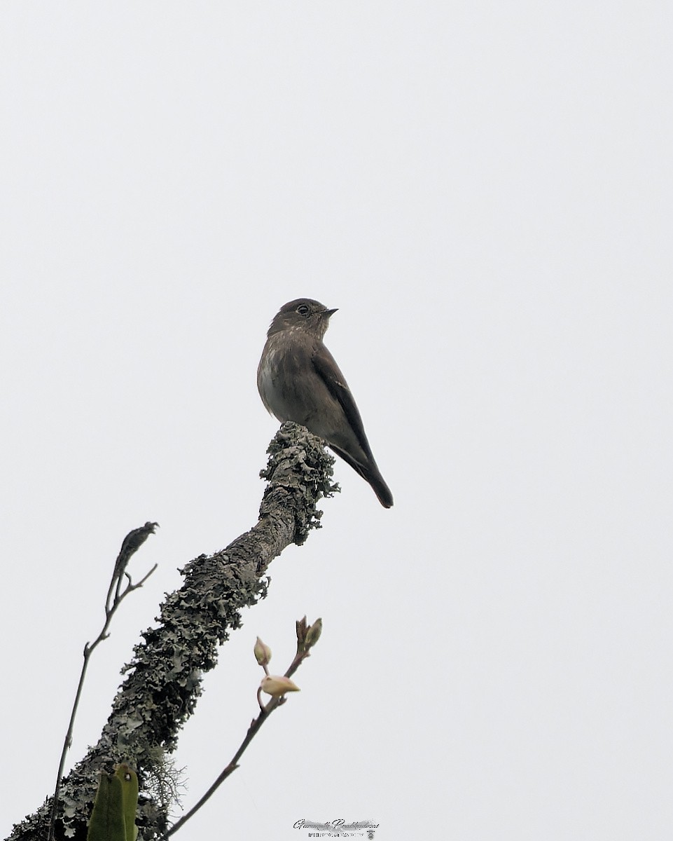 Dark-sided Flycatcher - ML638051905