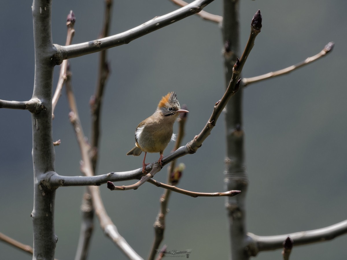Rufous-vented Yuhina - ML638051907