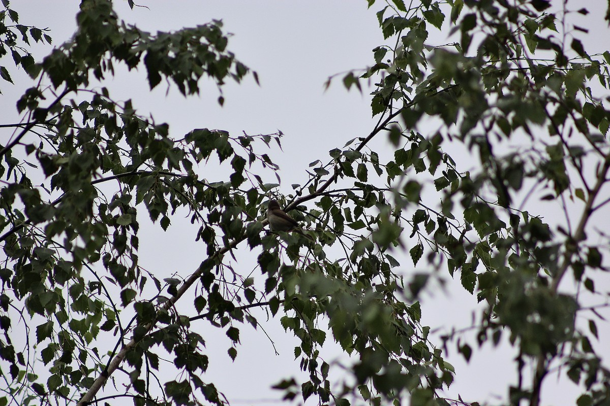 pěnice pokřovní - ML638051920