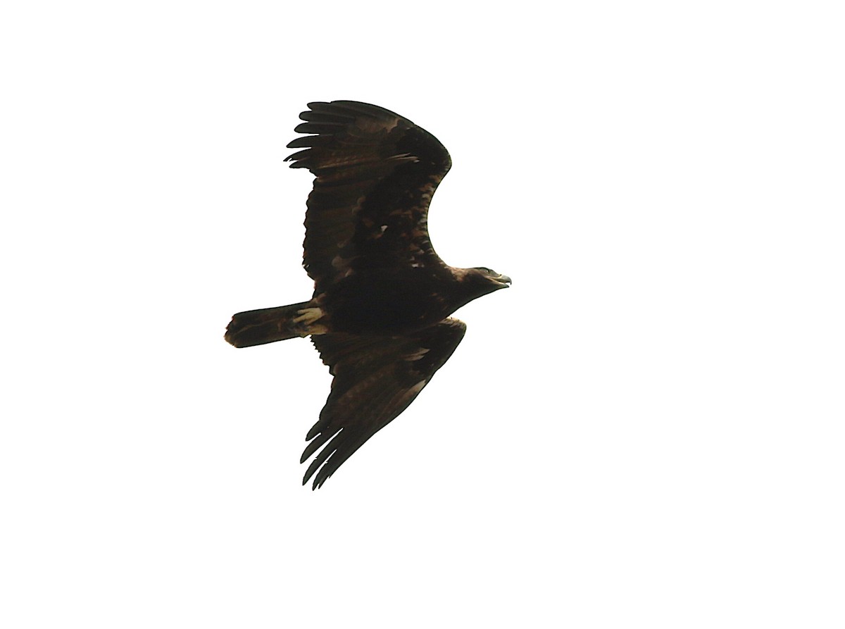 Spanish Eagle - ML638051924