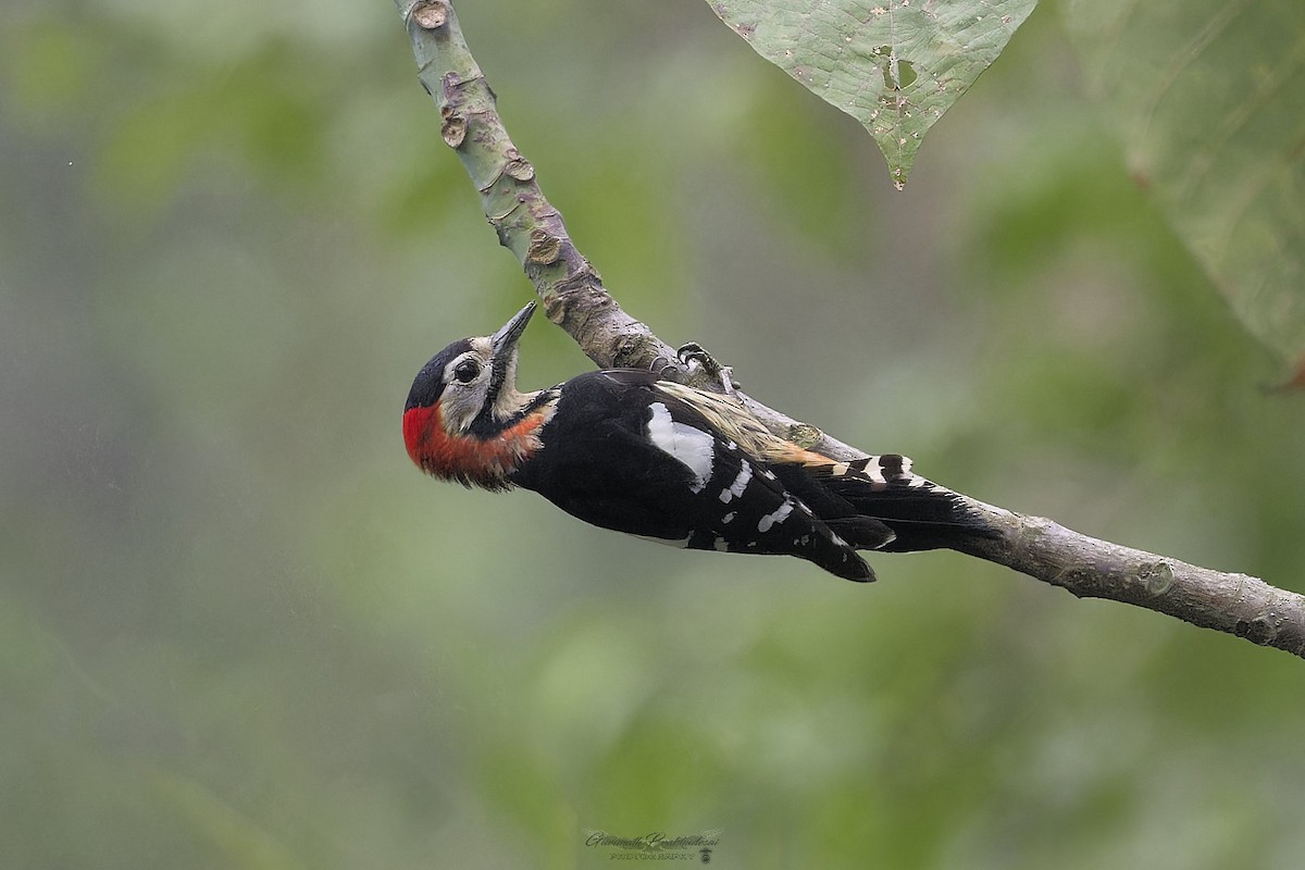 Crimson-naped Woodpecker - ML638051927