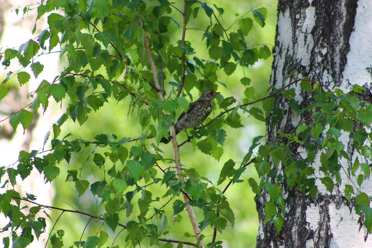 drozd kvíčala - ML638051928