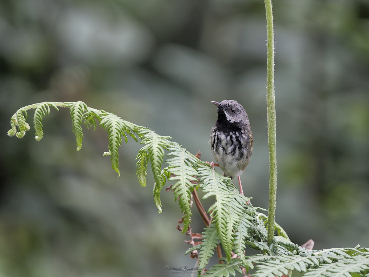 Black-throated Prinia - ML638051929
