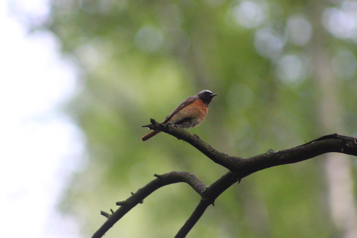 rehek zahradní - ML638051930