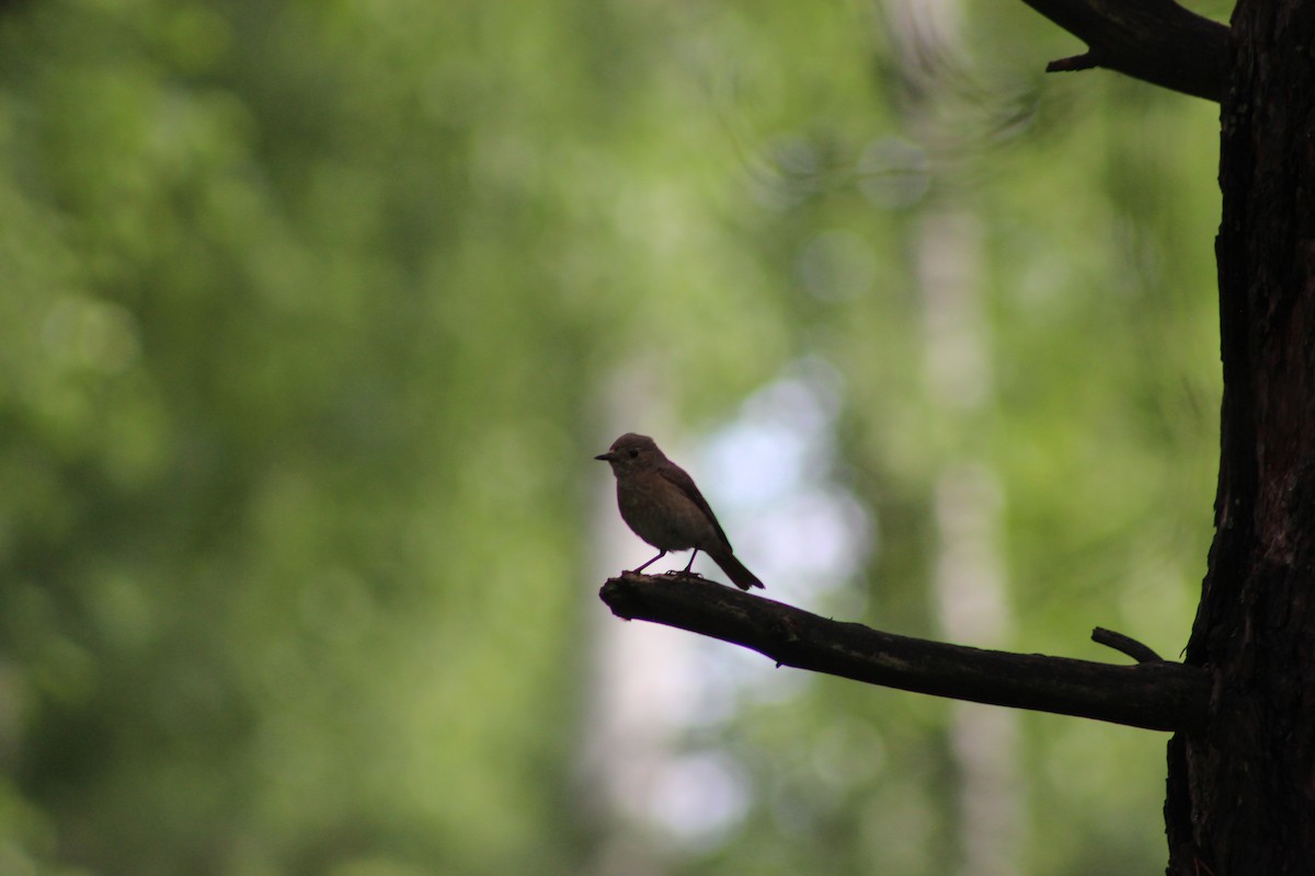 Эгэл гал сүүлт - ML638051931