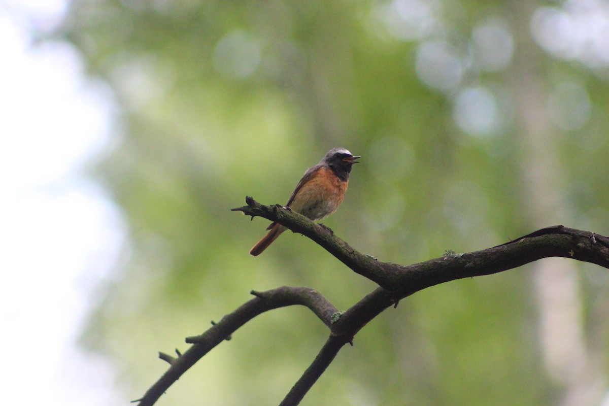 Эгэл гал сүүлт - ML638051932