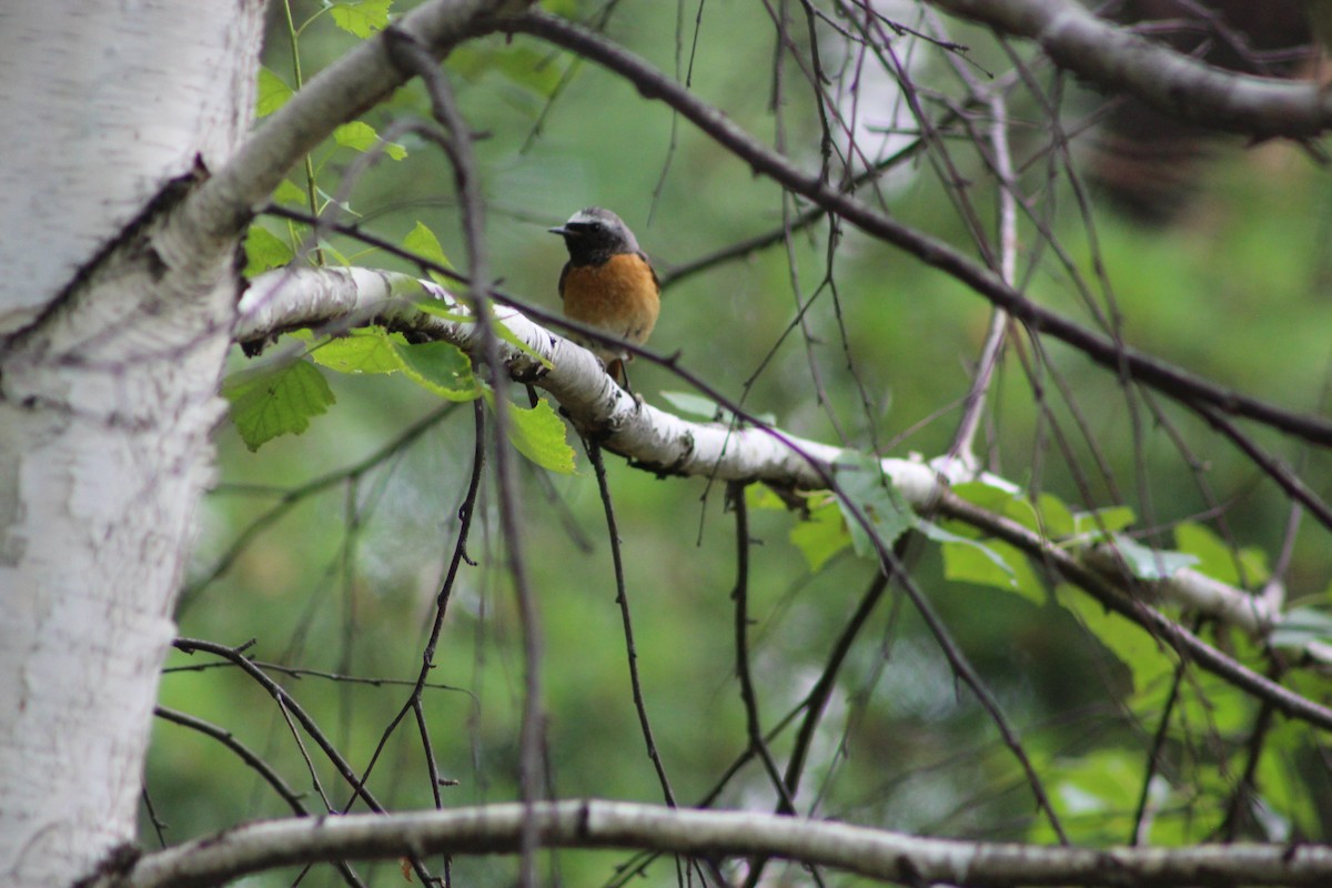 Эгэл гал сүүлт - ML638051933