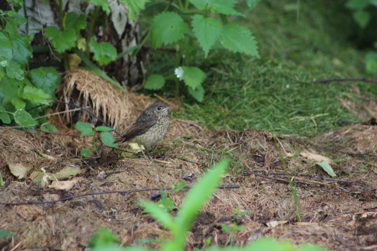 Эгэл гал сүүлт - ML638051934