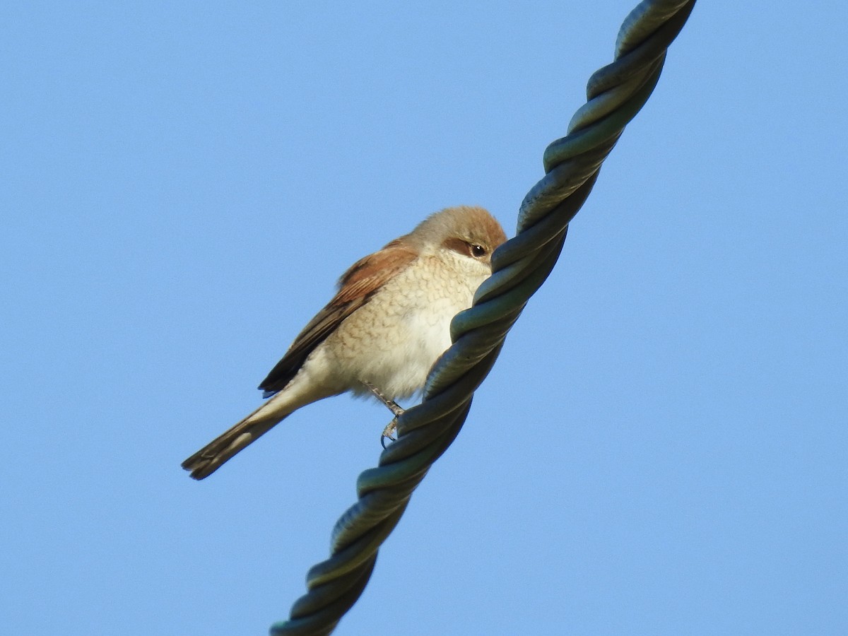 Red-backed Shrike - ML638051984