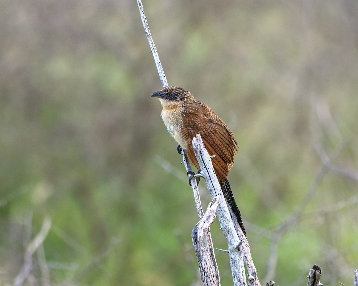 Burchell's Coucal - ML638051997