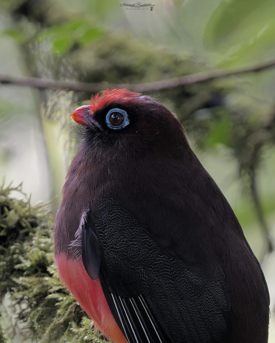 Ward's Trogon - ML638052005
