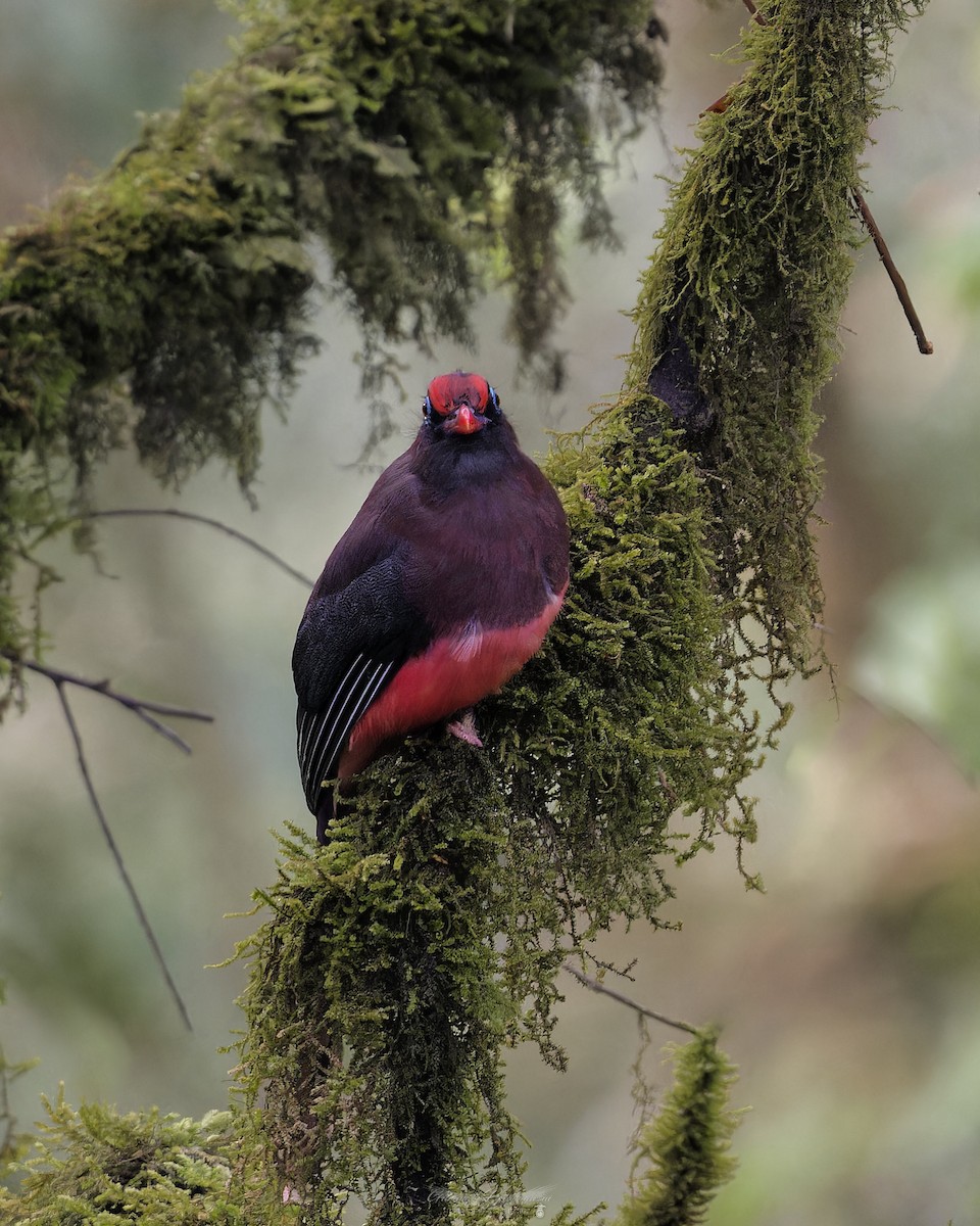 Ward's Trogon - ML638052006