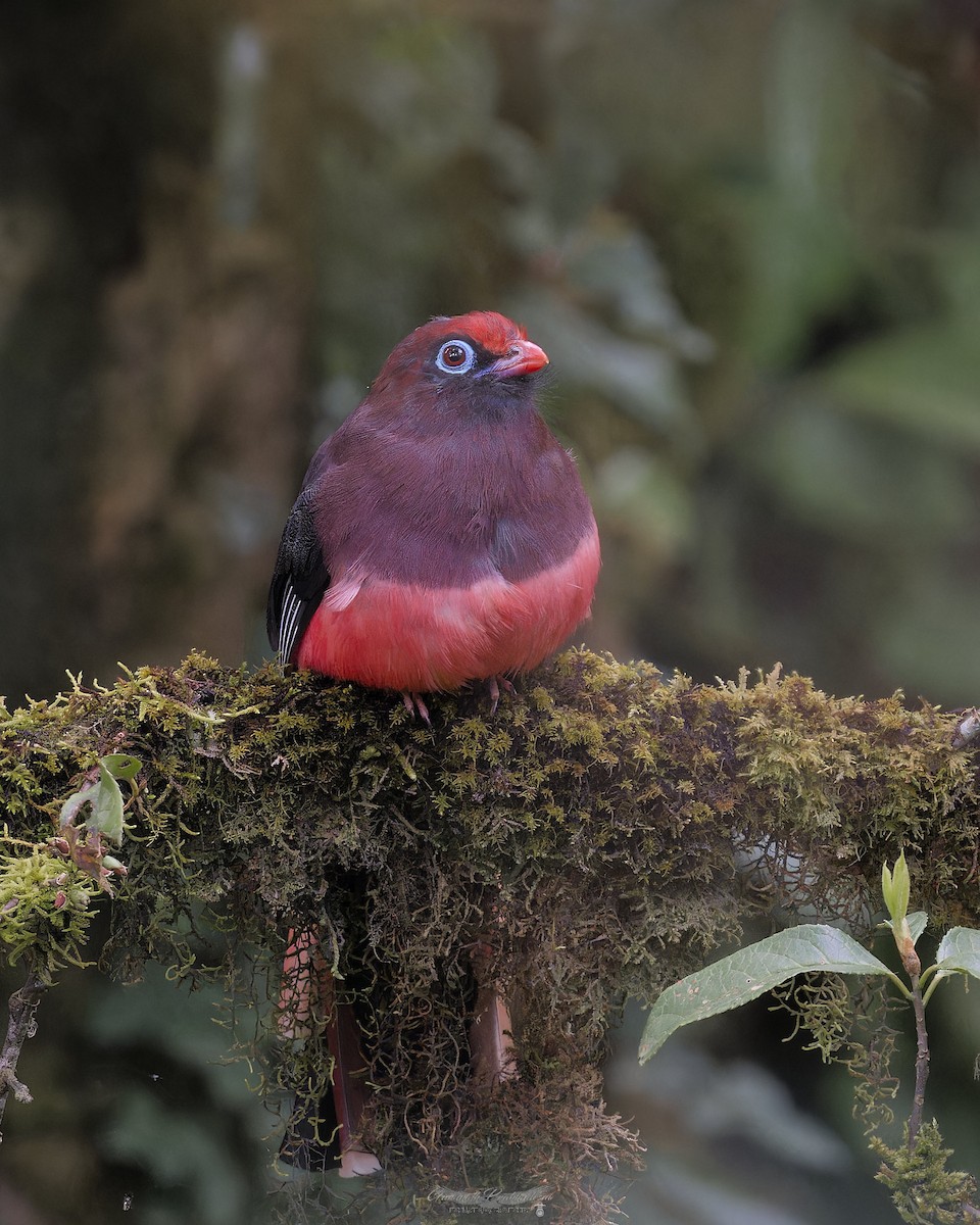 Ward's Trogon - ML638052007