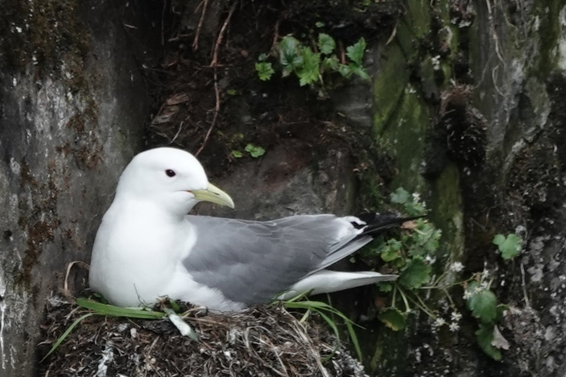 Short-billed Gull - ML638052017