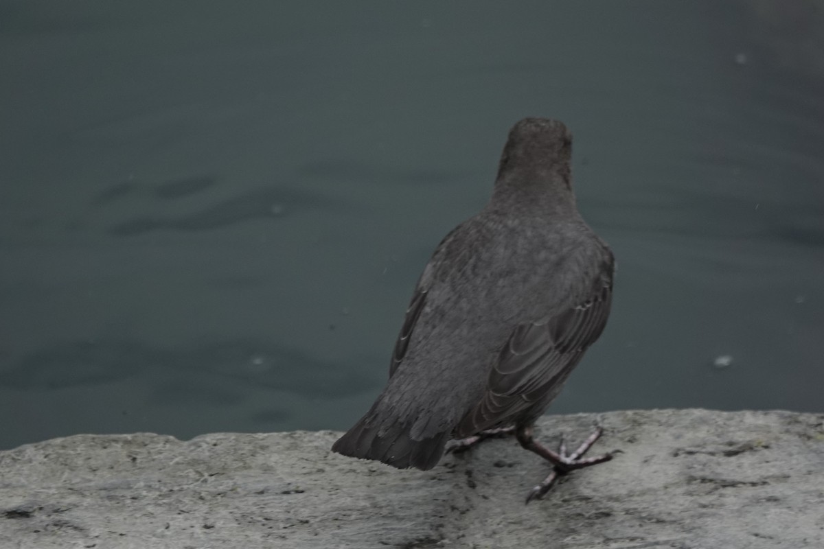 American Dipper - ML638052021