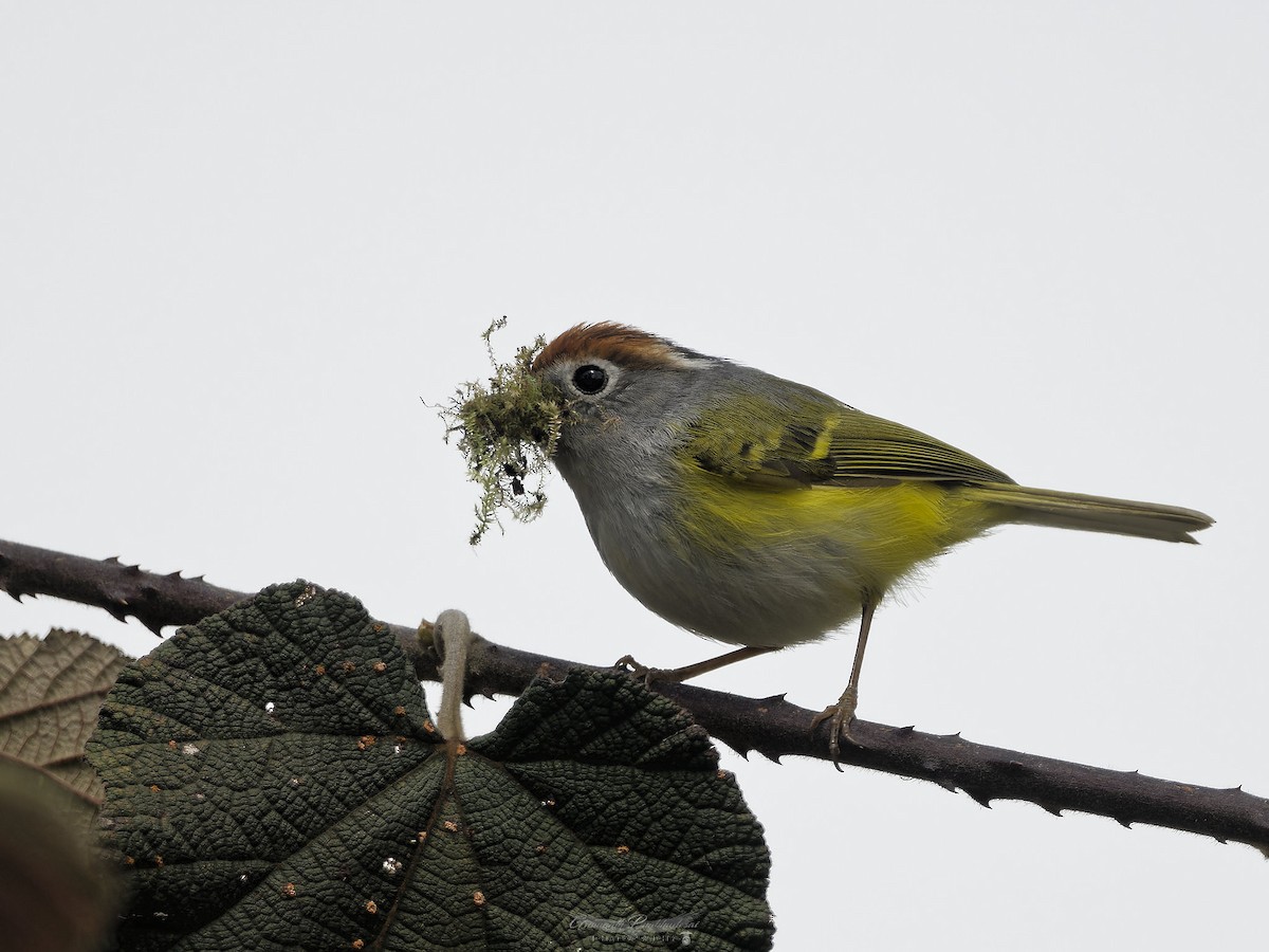 Chestnut-crowned Warbler - ML638052032
