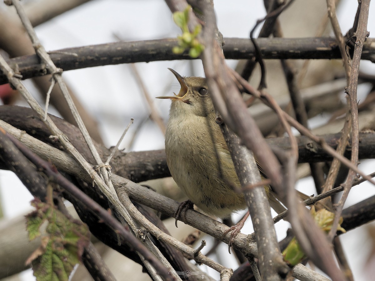 Brownish-flanked Bush Warbler - ML638052035
