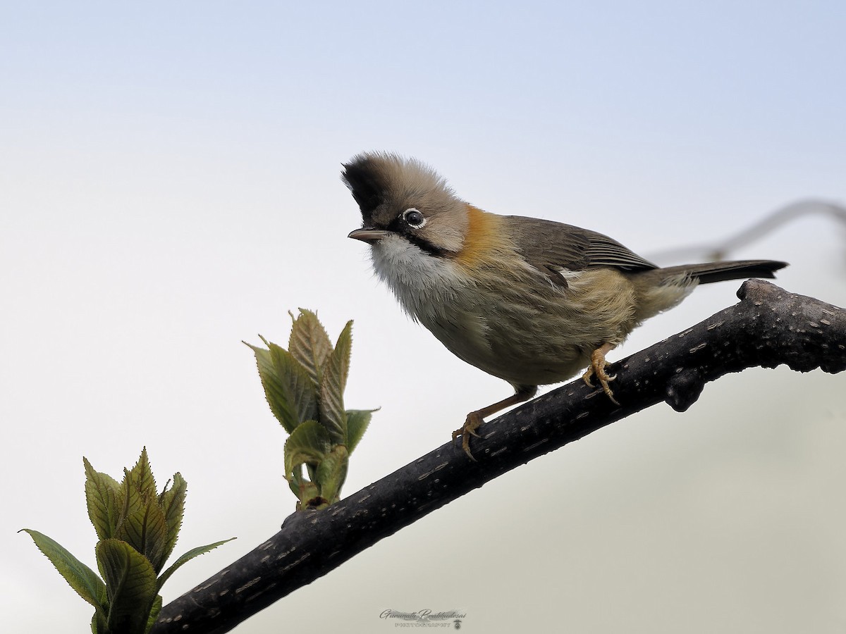 Whiskered Yuhina - ML638052036