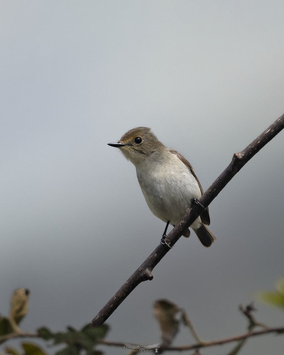 Ultramarine Flycatcher - ML638052046