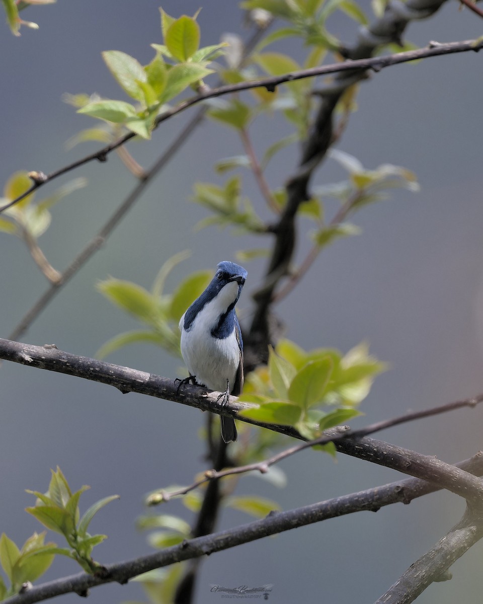 Ultramarine Flycatcher - ML638052047